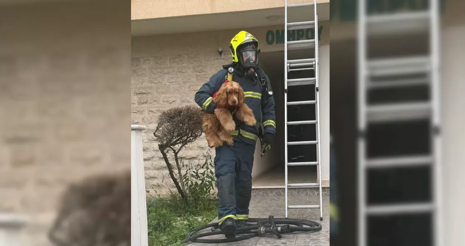 &Pi;&upsilon;&rho;&kappa;&alpha;&gamma;&iota;ά &sigma;&tau;&eta; &Lambda;ά&rho;&nu;&alpha;&kappa;&alpha;: &Eta; &sigma;&tau;&iota;&gamma;&mu;ή &alpha;&nu;&theta;&rho;&omega;&pi;&iota;ά&sigmaf; &pi;&omicron;&upsilon; &xi;&epsilon;&chi;ώ&rho;&iota;&sigma;&epsilon; - &Pi;&upsilon;&rho;&omicron;&sigma;&beta;έ&sigma;&tau;&eta;&sigmaf; &delta;&iota;έ&sigma;&omega;&sigma;&epsilon; &tau;&omicron; &sigma;&kappa;&upsilon;&lambda;ά&kappa;&iota; &tau;&eta;&sigmaf; &omicron;&iota;&kappa;&omicron;&gamma;έ&nu;&epsilon;&iota;&alpha;&sigmaf;