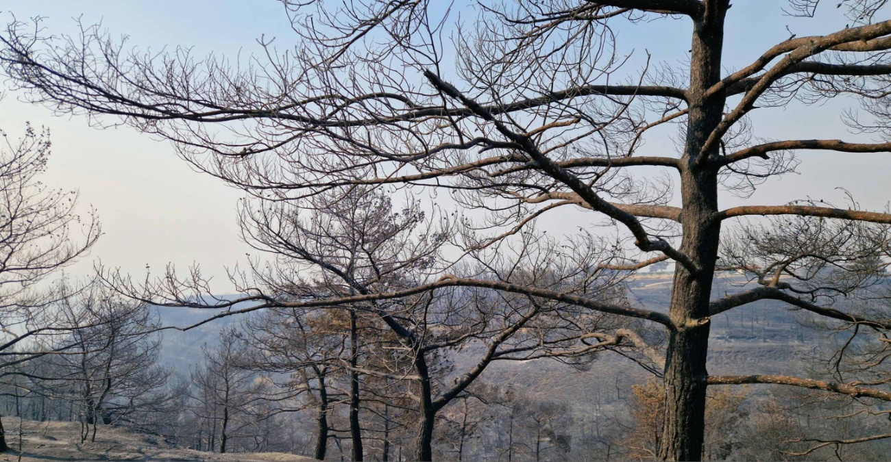 Κύμα αλληλεγγύης από Λάρνακα και Αμμόχωστο για τους πυρόπληκτους Κύμα αλληλεγγύης από Λάρνακα και Αμμόχωστο για τους πυρόπληκτους