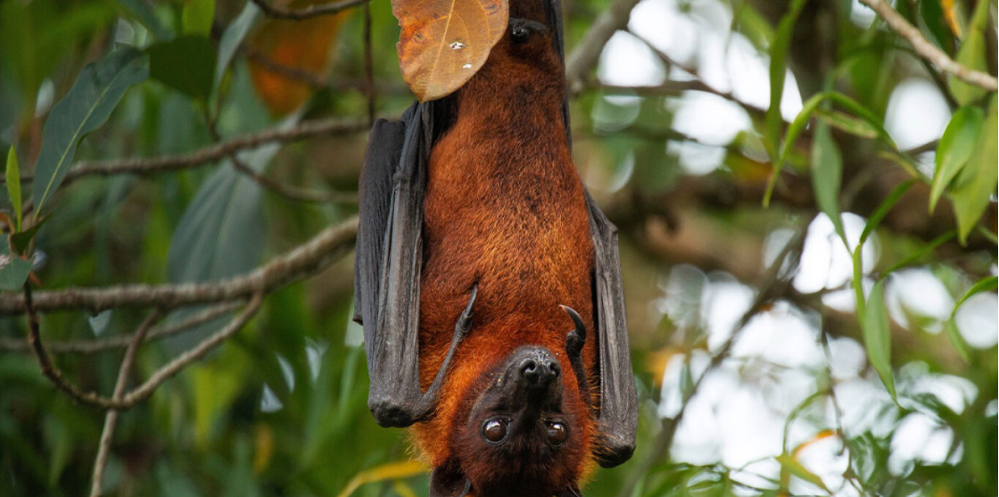 &Sigma;&upsilon;&nu;&alpha;&gamma;&epsilon;&rho;&mu;ό&sigmaf; &gamma;&iota;&alpha; &theta;&alpha;&nu;&alpha;&tau;&eta;&phi;ό&rho;&omicron; &iota;ό &pi;&omicron;&upsilon; &mu;&epsilon;&tau;&alpha;&delta;ί&delta;&epsilon;&tau;&alpha;&iota; &alpha;&pi;ό &tau;&iota;&sigmaf;... &nu;&upsilon;&chi;&tau;&epsilon;&rho;ί&delta;&epsilon;&sigmaf; - &Phi;ό&beta;&omicron;&iota; &gamma;&iota;&alpha; &nu;έ&alpha; &pi;&alpha;&nu;&delta;&eta;&mu;ί&alpha;