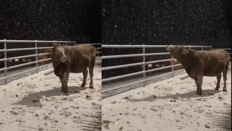 Αγελάδα βλέπει χιόνι για πρώτη φορά και τρελαίνει τα social