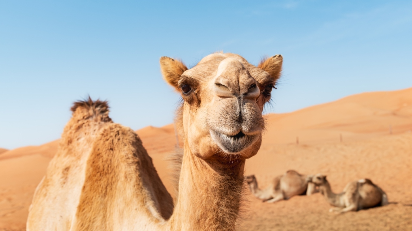 &Sigma;ά&lambda;&omicron;&sigmaf; &sigma;&epsilon; &kappa;&alpha;&lambda;&lambda;&iota;&sigma;&tau;&epsilon;ί&alpha; &kappa;&alpha;&mu;&eta;&lambda;ώ&nu; &sigma;&tau;&omicron; &Omicron;&mu;ά&nu;: &Omicron;&iota; &delta;&iota;&omicron;&rho;&gamma;&alpha;&nu;&omega;&tau;έ&sigmaf; &alpha;&pi;έ&kappa;&lambda;&epsilon;&iota;&sigma;&alpha;&nu; 20 &zeta;ώ&alpha; &gamma;&iota;&alpha;... &mu;&pi;ό&tau;&omicron;&xi; &kappa;&alpha;&iota; &alpha;&iota;&sigma;&theta;&eta;&tau;&iota;&kappa;ά &epsilon;&mu;&phi;&upsilon;&tau;&epsilon;ύ&mu;&alpha;&tau;&alpha;