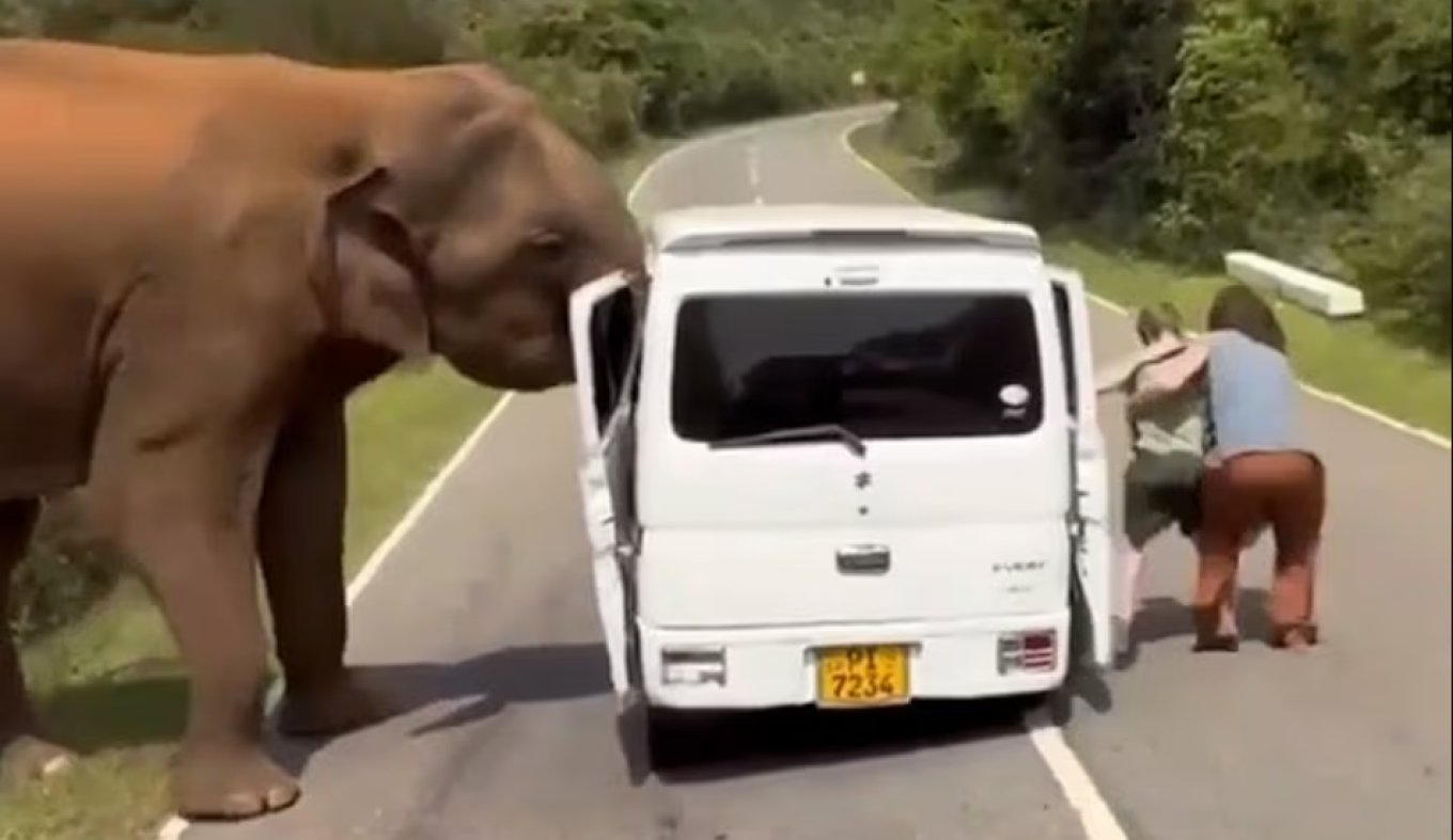 Video: &Tau;&rho;ό&mu;&omicron;&sigmaf; &gamma;&iota;&alpha; &Rho;ώ&sigma;&omicron;&upsilon;&sigmaf; &tau;&omicron;&upsilon;&rho;ί&sigma;&tau;&epsilon;&sigmaf;, &tau;&omicron;&upsilon;&sigmaf; &epsilon;&pi;&iota;&tau;έ&theta;&eta;&kappa;&epsilon; &epsilon;&lambda;έ&phi;&alpha;&nu;&tau;&alpha;&sigmaf; ό&tau;&alpha;&nu; &pi;&rho;&omicron;&sigma;&pi;ά&theta;&eta;&sigma;&sigma;&nu; &nu;&alpha; &tau;&omicron;&nu; &tau;&alpha;ΐ&sigma;&omicron;&upsilon;&nu;