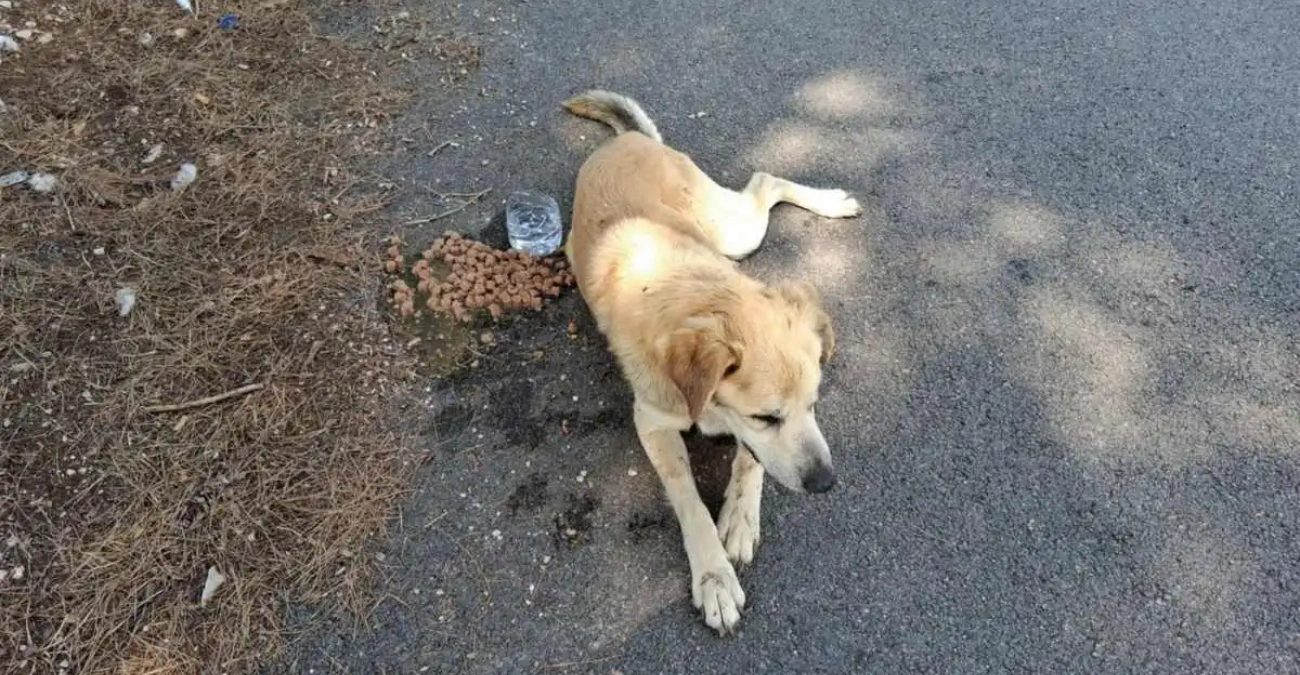 Άφησαν σκύλο αβοήθητο σε εγκαταλελειμμένο σπίτι στη Λάρνακα – Όσα συγκλονιστικά αναφέρει πολίτης
