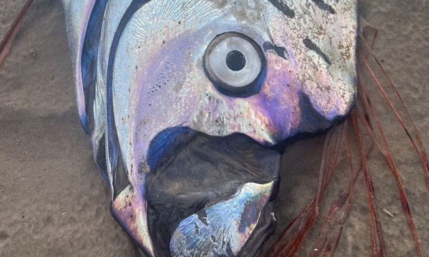 &laquo;&Pi;&rho;&omicron;ά&gamma;&gamma;&epsilon;&lambda;&omicron;&sigmaf; &tau;&eta;&sigmaf; &kappa;&alpha;&tau;&alpha;&sigma;&tau;&rho;&omicron;&phi;ή&sigmaf;&raquo;: &Xi;&epsilon;&beta;&rho;ά&sigma;&tau;&eta;&kappa;&epsilon; &tau;&omicron; &psi;ά&rho;&iota; &pi;&omicron;&upsilon; &laquo;&delta;&epsilon;ί&chi;&nu;&epsilon;&iota;&raquo; &pi;ώ&sigmaf; έ&rho;&chi;&epsilon;&tau;&alpha;&iota; &mu;&epsilon;&gamma;ά&lambda;&omicron;&sigmaf; &sigma;&epsilon;&iota;&sigma;&mu;ό&sigmaf;