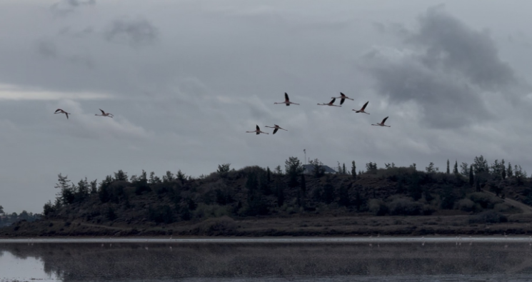 Έφτασαν τα πρώτα Φλαμίνγκο στην αλυκή Λάρνακας