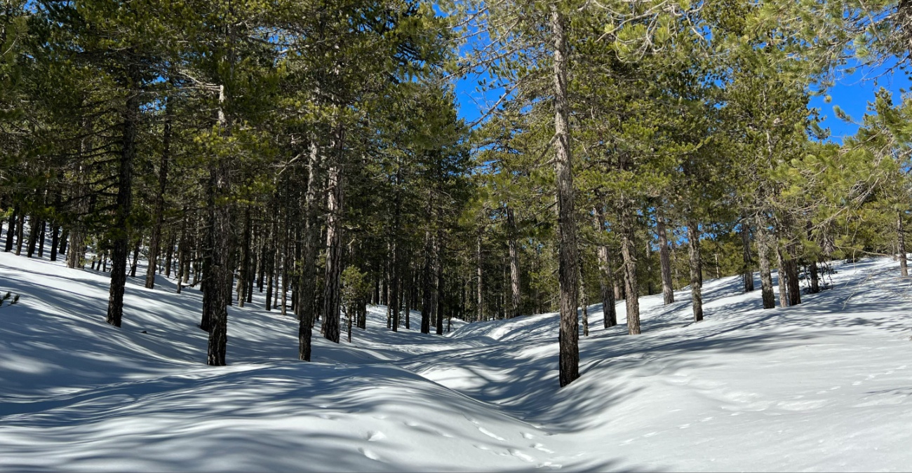 &laquo;&Pi;&alpha;&gamma;ώ&nu;&epsilon;&iota;&raquo; &eta; &Kappa;ύ&pi;&rho;&omicron;&sigmaf;: &Tau;&sigma;&omicron;&upsilon;&chi;&tau;&epsilon;&rho;ό &kappa;&rho;ύ&omicron; &kappa;&alpha;&iota; &pi;&alpha;&gamma;&epsilon;&tau;ό&sigmaf; &sigma;&epsilon; &omicron;&rho;&epsilon;&iota;&nu;ά &kappa;&alpha;&iota; &epsilon;&sigma;&omega;&tau;&epsilon;&rho;&iota;&kappa;ό &ndash; &Pi;ό&tau;&epsilon; &alpha;&nu;&epsilon;&beta;&alpha;ί&nu;&epsilon;&iota; &eta; &theta;&epsilon;&rho;&mu;&omicron;&kappa;&rho;&alpha;&sigma;ί&alpha;