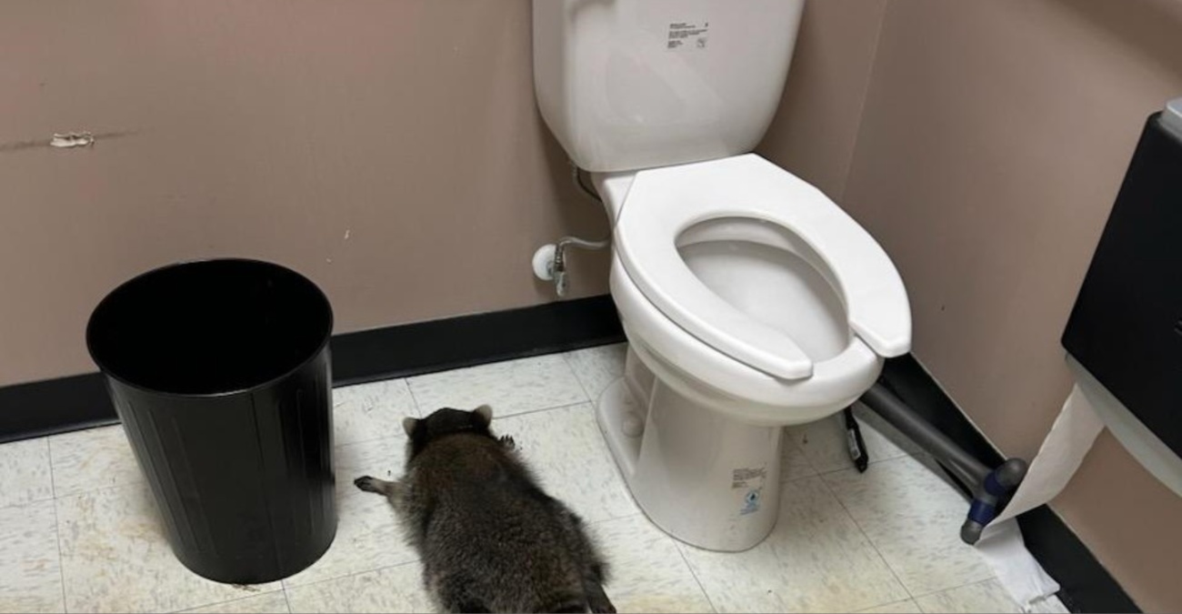 Ρακούν-διαρρήκτης λεηλατεί κάβα, λιποθυμάει από το αλκοόλ – «Απερίγραπτο χάος»