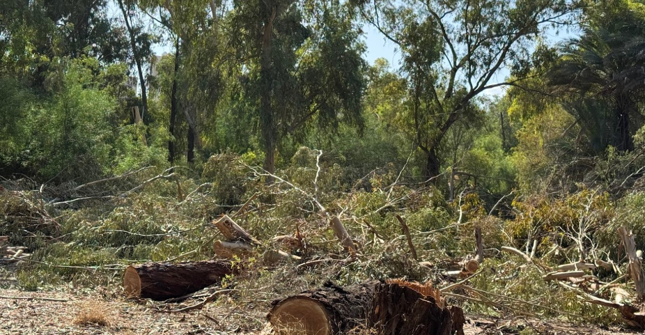 Σοβαρή καταγγελία: «Ξεκλήρισαν» το Πάρκο Ακαδημίας στην Αγλαντζιά - Έκοψαν δεκάδες δέντρα χωρίς άδεια