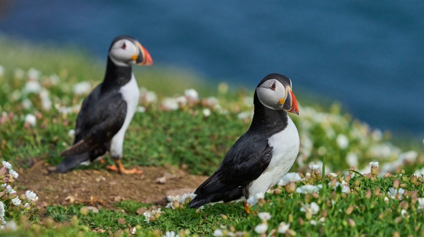 Ζητούνται εθελοντές να ζήσουν σε απομονωμένο νησί για 3 μήνες... μετρώντας θαλάσσιους παπαγάλους