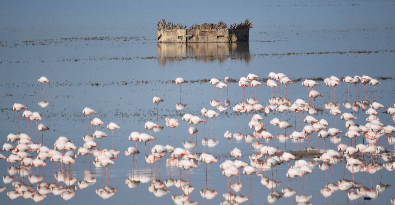 Έ&gamma;&iota;&nu;&epsilon; &laquo;&rho;&omicron;&zeta;&raquo; &eta; &lambda;ί&mu;&nu;&eta; &Pi;&alpha;&rho;&alpha;&lambda;&iota;&mu;&nu;ί&omicron;&upsilon; &ndash; &Gamma;έ&mu;&iota;&sigma;&epsilon; &mu;&epsilon; &phi;&lambda;&alpha;&mu;ί&nu;&gamma;&kappa;&omicron; &ndash; &Mu;&alpha;&gamma;&iota;&kappa;έ&sigmaf; &epsilon;&iota;&kappa;ό&nu;&epsilon;&sigmaf;