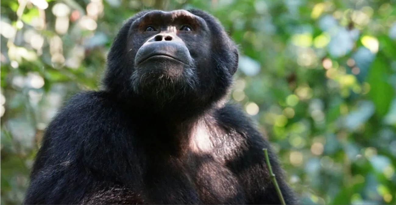 Πέθανε σε ηλικία 49 ετών ο διάσημος θηλυκός χιμπατζής «θαύμα» της Ιαπωνίας