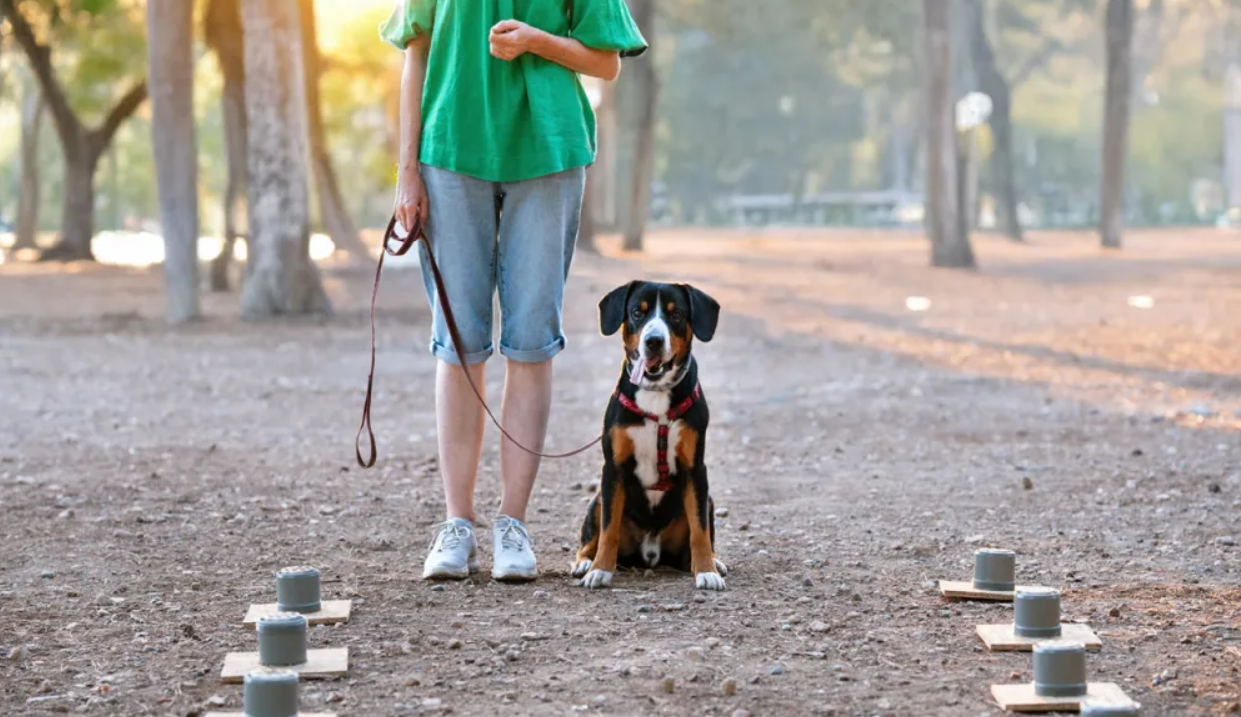 Προς ψήφιση η πρόταση για πλήρη πρόσβαση σκύλων βοηθείας στα οχήματα δημοσίας χρήσεως και ταξί