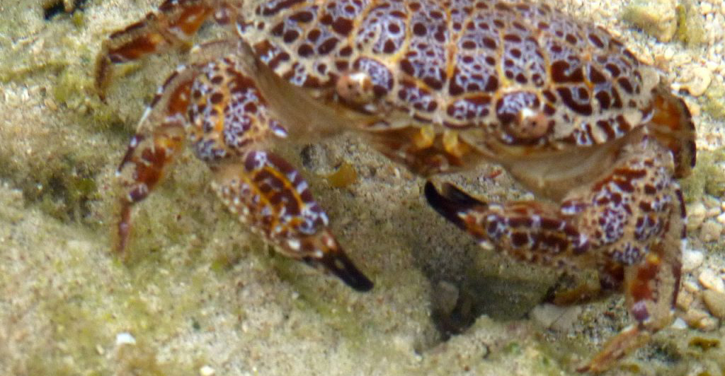 Video: &Tau;&rho;&alpha;&gamma;&omega;&delta;ί&alpha; - &Gamma;&upsilon;&nu;&alpha;ί&kappa;&alpha; &pi;έ&theta;&alpha;&nu;&epsilon; &alpha;&phi;&omicron;ύ έ&phi;&alpha;&gamma;&epsilon; live &tau;&omicron; &laquo;&Kappa;&alpha;&beta;&omicron;ύ&rho;&iota; &tau;&omicron;&upsilon; &Delta;&iota;&alpha;&beta;ό&lambda;&omicron;&upsilon;&raquo;