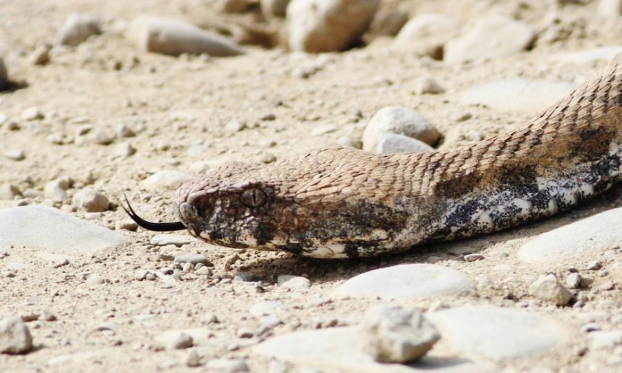 &Omicron;&chi;&iota;ά &laquo;&zeta;&epsilon;&sigma;&tau;ά&theta;&eta;&kappa;&epsilon;&raquo;, &beta;&gamma;ή&kappa;&epsilon; &gamma;&iota;&alpha; &beta;ό&lambda;&tau;&alpha; &kappa;&alpha;&iota;&hellip; &delta;ά&gamma;&kappa;&omega;&sigma;&epsilon; 85&chi;&rho;&omicron;&nu;&omicron; &ndash; &Eta; &kappa;&alpha;&tau;ά&sigma;&tau;&alpha;&sigma;&eta; &tau;&eta;&sigmaf; &upsilon;&gamma;&epsilon;ί&alpha;&sigmaf; &tau;&omicron;&upsilon;