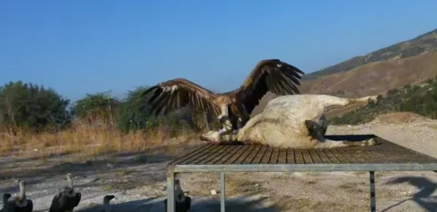 Συγκλονιστικό video: Γύπες κατασπαράζουν κουφάρι κατσίκας στην Κύπρο Συγκλονιστικό video: Γύπες κατασπαράζουν κουφάρι κατσίκας στην Κύπρο