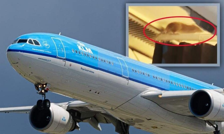 Ποντίκι «τρύπωσε» σε πτήση - Εγκλωβίστηκαν οι επιβάτες