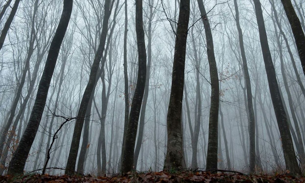 Παραμορφωμένα δέντρα, UFO και τρομακτικές ιστορίες Παραμορφωμένα δέντρα, UFO και τρομακτικές ιστορίες