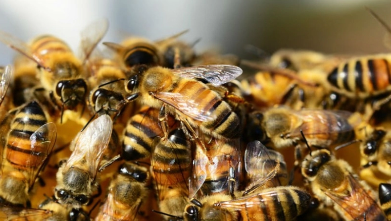 Νέα ελπίδα για τον καρκίνο του μαστού - Το δηλητήριο της μέλισσας στο επίκεντρο