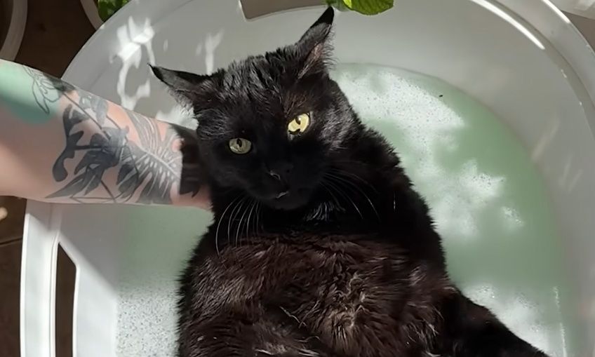 &Alpha;&upsilon;&tau;ή &eta; &gamma;&alpha;&tau;&omicron;ύ&lambda;&alpha; &kappa;&omicron;&iota;&mu;ά&tau;&alpha;&iota; &sigma;&tau;&omicron; &nu;&epsilon;&rho;ό &kappa;&alpha;&iota; &laquo;&lambda;&iota;ώ&nu;&epsilon;&iota;&raquo; &tau;&omicron; &delta;&iota;&alpha;&delta;ί&kappa;&tau;&upsilon;&omicron; &ndash; &Eta; &sigma;&upsilon;&gamma;&kappa;&iota;&nu;&eta;&tau;&iota;&kappa;ή &iota;&sigma;&tau;&omicron;&rho;ί&alpha; &tau;&omicron;&upsilon; Έ&nu;&tau;&iota;