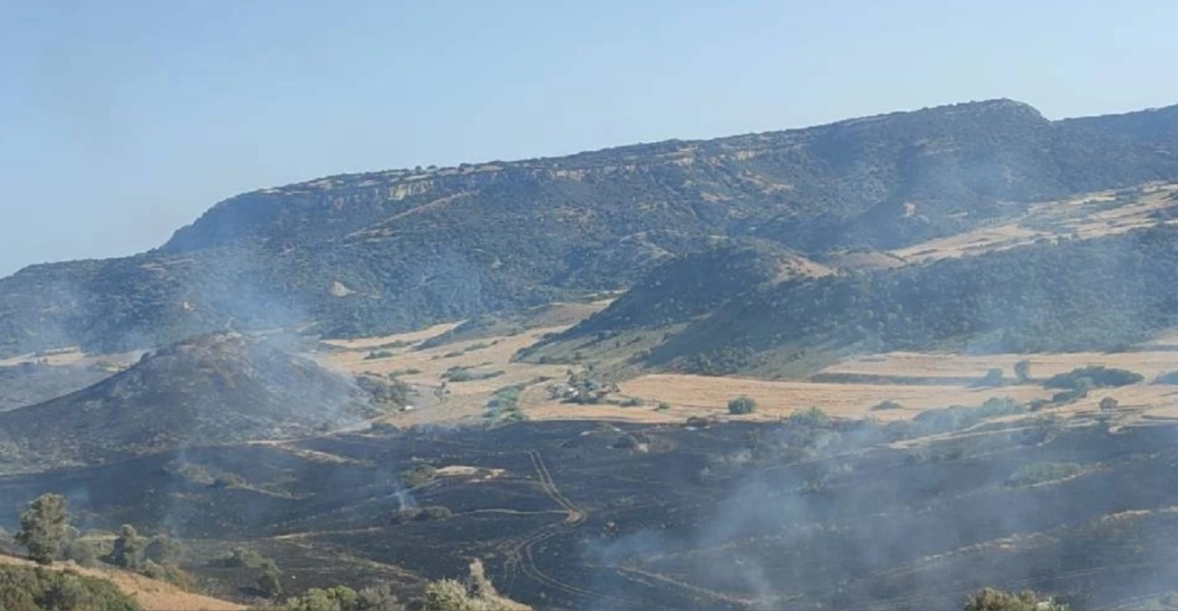 Έγιναν στάχτη δεκάδες ελαιόδεντρα – Ψάχνουν τα αίτια οι κατοχικές «αρχές»