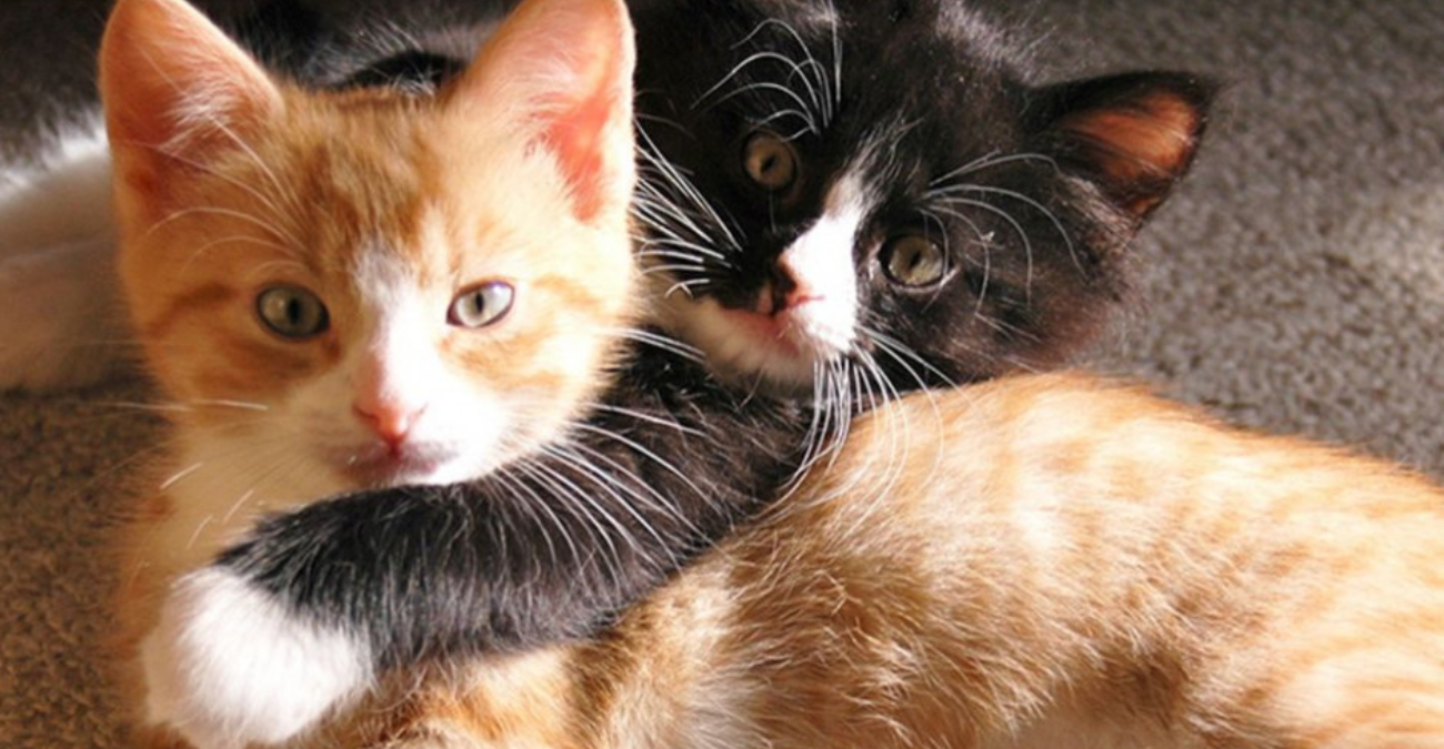 &Sigma;&tau;&omicron;&nu; &laquo;&alpha;έ&rho;&alpha;&raquo; &tau;&omicron; &pi;&rho;ό&gamma;&rho;&alpha;&mu;&mu;&alpha; &sigma;&tau;&epsilon;ί&rho;&omega;&sigma;&eta;&sigmaf; &gamma;ά&tau;&omega;&nu;: Έ&kappa;&kappa;&lambda;&eta;&sigma;&eta; &pi;&rho;&omicron;&sigmaf; &tau;&omicron; &Upsilon;&pi;&omicron;&upsilon;&rho;&gamma;&epsilon;ί&omicron; &Omicron;&iota;&kappa;&omicron;&nu;&omicron;&mu;&iota;&kappa;ώ&nu;