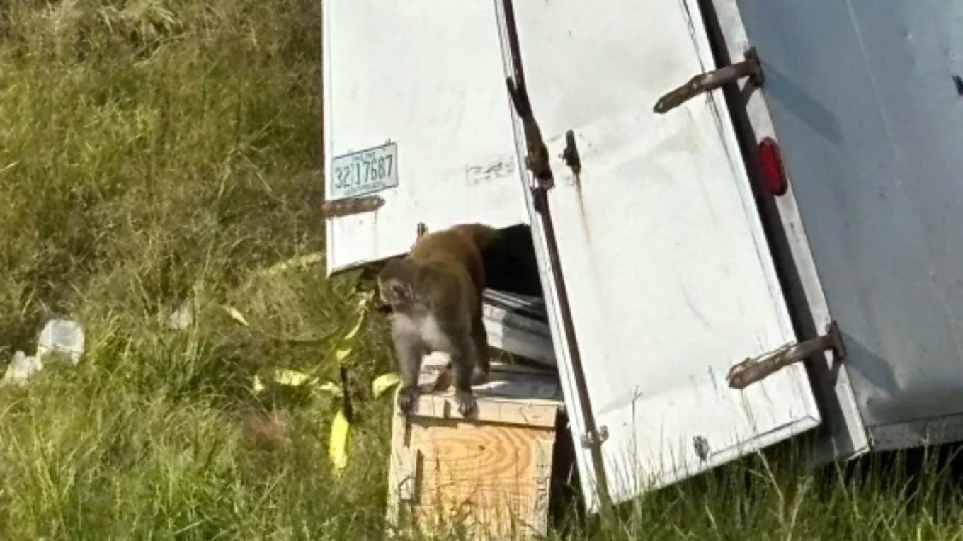 VIDEO: Μαϊμούδες δραπέτευσαν από φορτηγό στο Μισισίπι VIDEO: Μαϊμούδες δραπέτευσαν από φορτηγό στο Μισισίπι