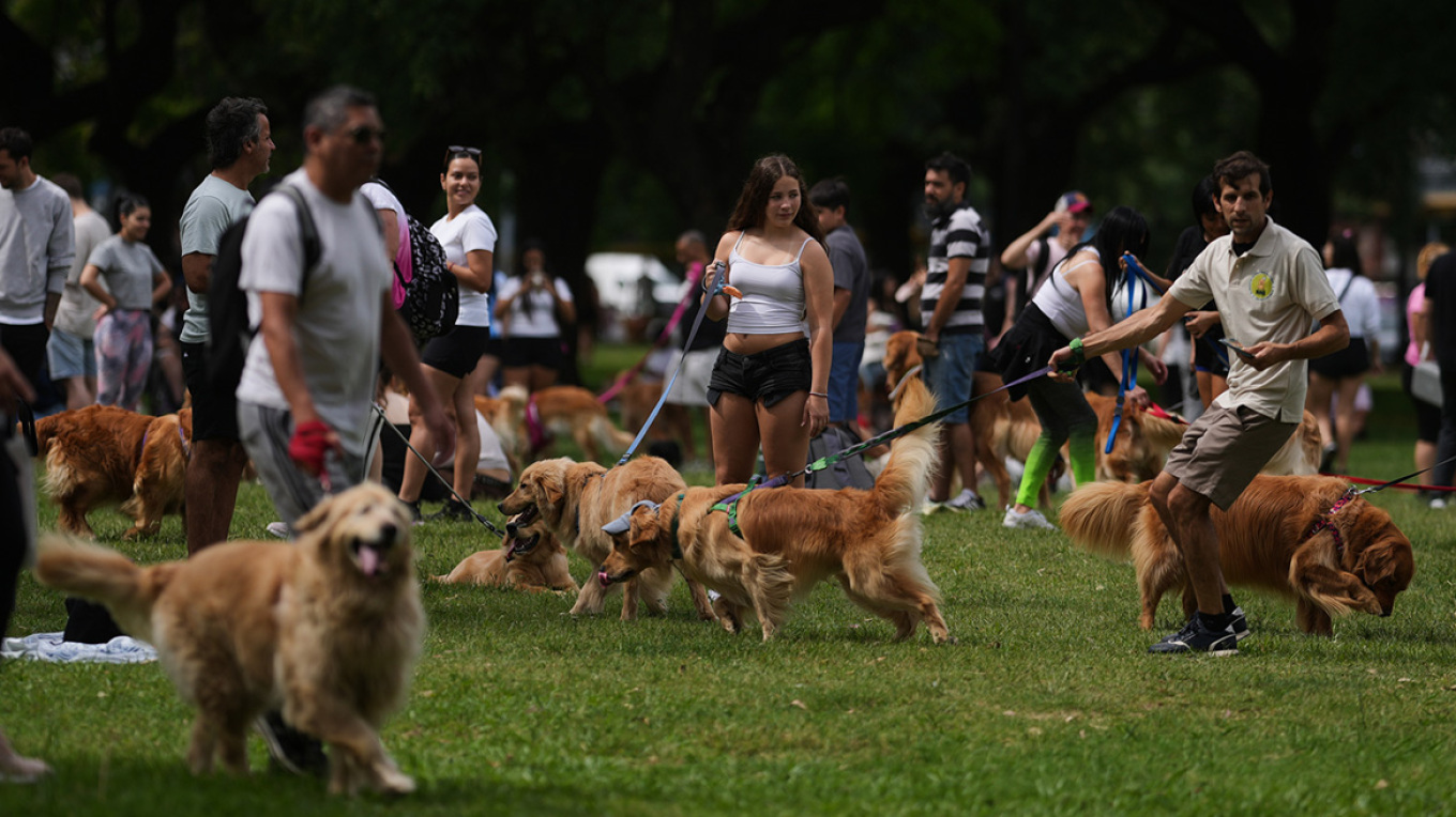 Χιλιάδες γκόλντεν ριτρίβερ σε πάρκο για να καταρρίψουν το παγκόσμιο ρεκόρ, δείτε βίντεο