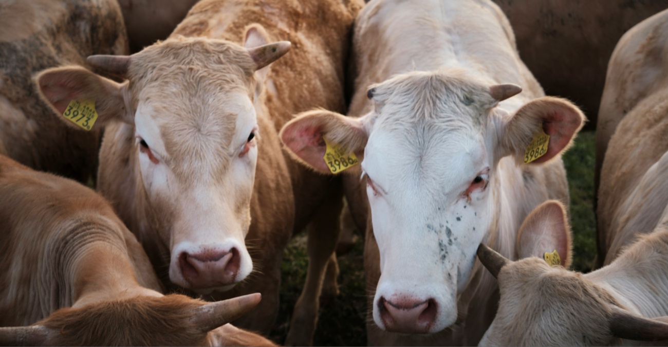 ΒΙΝΤΕΟ: «Εκτελέσεις» ζώων με κυνηγετικά όπλα - Σκληρές καταγγελίες  για «εγκλήματα» και συγκάλυψη με φόντο τον αφθώδη πυρετό