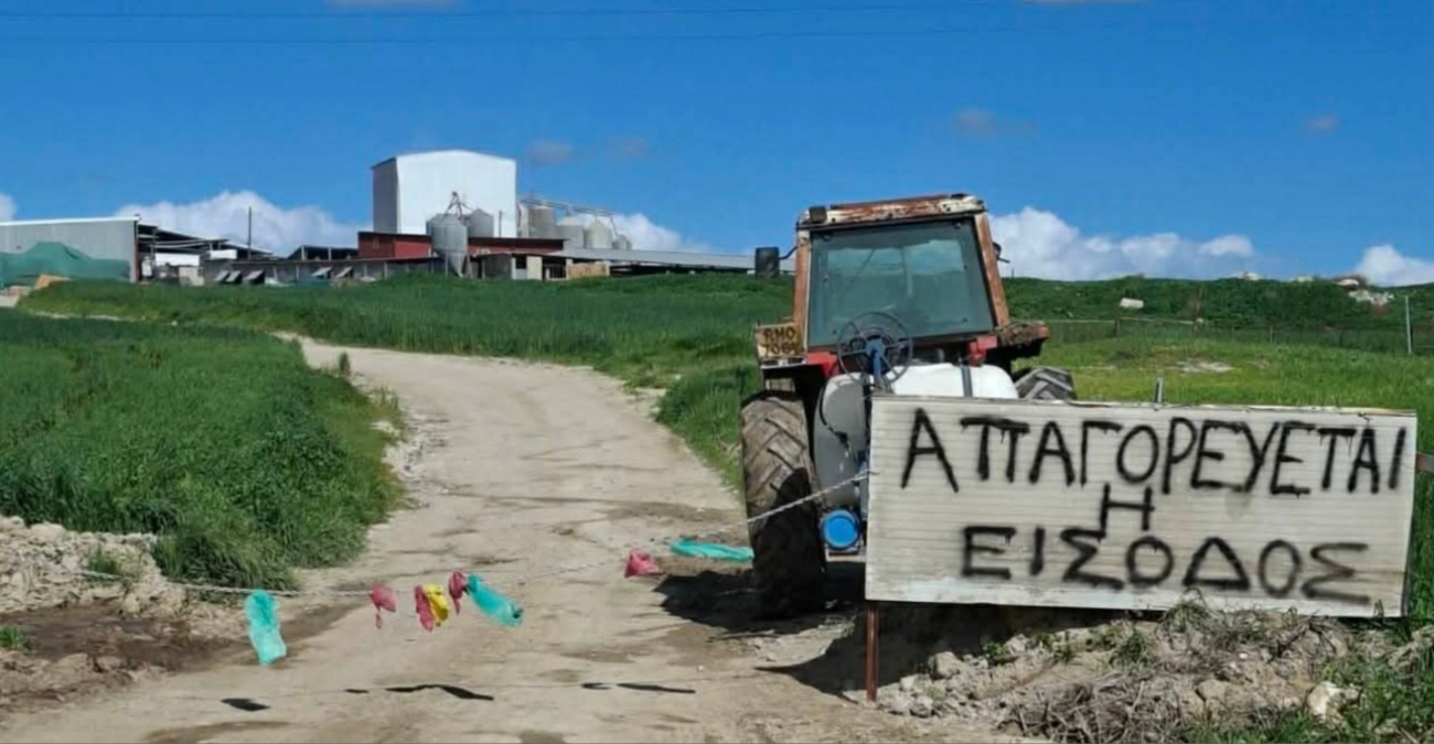 «Είμαστε απελπισμένοι»: Κραυγή αγωνίας από τους κτηνοτρόφους – Καταγγέλλουν θανατώσεις χωρίς αποζημιώσεις