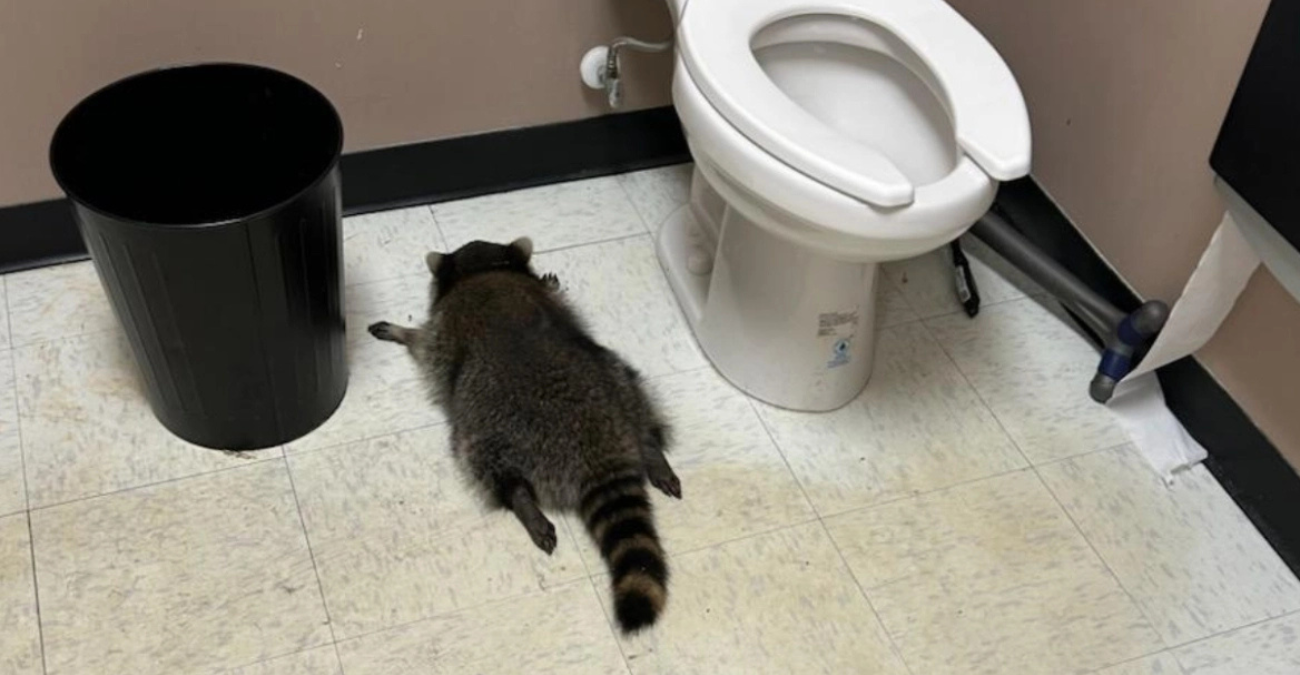 Ύποπτο για σειρά διαρρήξεων το ρακούν που μέθυσε και λιποθύμησε σε κάβα στη Βιρτζίνια