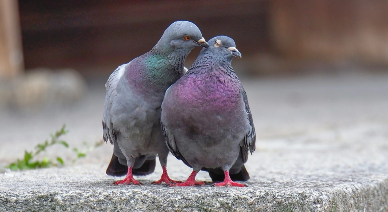 Ο λόγος που κανένας δεν έχει δει ποτέ μωρό περιστέρι - Οι θεωρίες συνωμοσίας και η πραγματικότητα