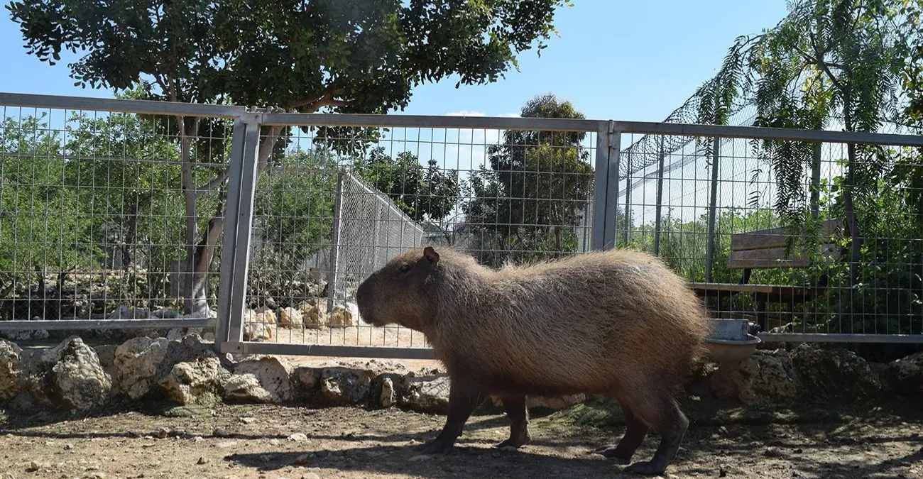 Καταγγελία-βόμβα στο Προεδρικό από Melios: Μιλούν 