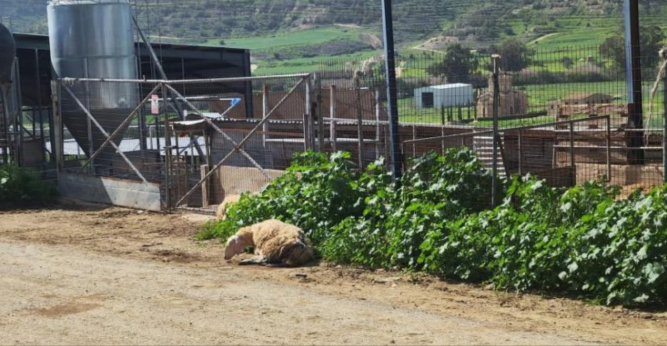 &Tau;&rho;&alpha;&gamma;&omega;&delta;ί&alpha; &sigma;&tau;&eta; &Delta;&rho;&omicron;&mu;&omicron;&lambda;&alpha;&xi;&iota;ά: &laquo;&Lambda;ύ&gamma;&iota;&sigma;&epsilon;&raquo; &alpha;&pi;ό &tau;&eta;&nu; &alpha;&gamma;&omega;&nu;ί&alpha; 73&chi;&rho;&omicron;&nu;&omicron;&sigmaf; &kappa;&tau;&eta;&nu;&omicron;&tau;&rho;ό&phi;&omicron;&sigmaf; &ndash; &Xi;&epsilon;&psi;ύ&chi;&eta;&sigma;&epsilon; &pi;ά&nu;&omega; &sigma;&tau;&omicron; &kappa;&alpha;&theta;ή&kappa;&omicron;&nu; &upsilon;&pi;ό &tau;&omicron; &beta;ά&rho;&omicron;&sigmaf; &tau;&omicron;&upsilon; &alpha;&phi;ό&rho;&eta;&tau;&omicron;&upsilon; ά&gamma;&chi;&omicron;&upsilon;&sigmaf;