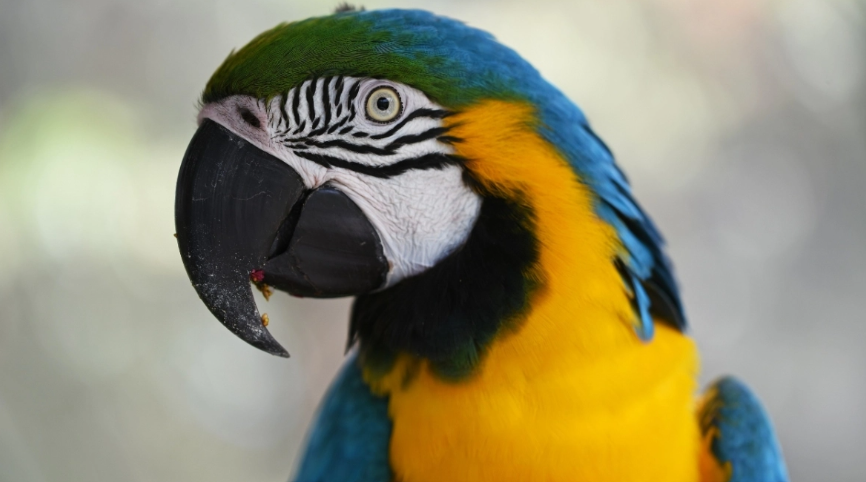 VIDEO: &Chi;ά&theta;&eta;&kappa;&epsilon; &pi;&alpha;&pi;&alpha;&gamma;ά&lambda;&omicron;&sigmaf; &mu;&epsilon; &beta;&rho;&epsilon;&tau;&alpha;&nu;&iota;&kappa;ή &pi;&rho;&omicron;&phi;&omicron;&rho;ά - &Epsilon;&mu;&phi;&alpha;&nu;ί&sigma;&tau;&eta;&kappa;&epsilon; &mu;&epsilon;&tau;ά &alpha;&pi;ό 4 &chi;&rho;ό&nu;&iota;&alpha; &mu;&iota;&lambda;ώ&nu;&tau;&alpha;&sigmaf; &iota;&sigma;&pi;&alpha;&nu;&iota;&kappa;ά