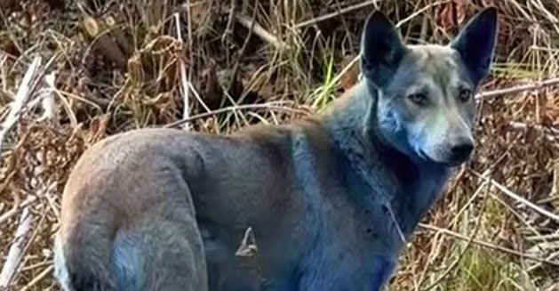 Μυστήριο πίσω από την εμφάνιση μπλε σκύλων