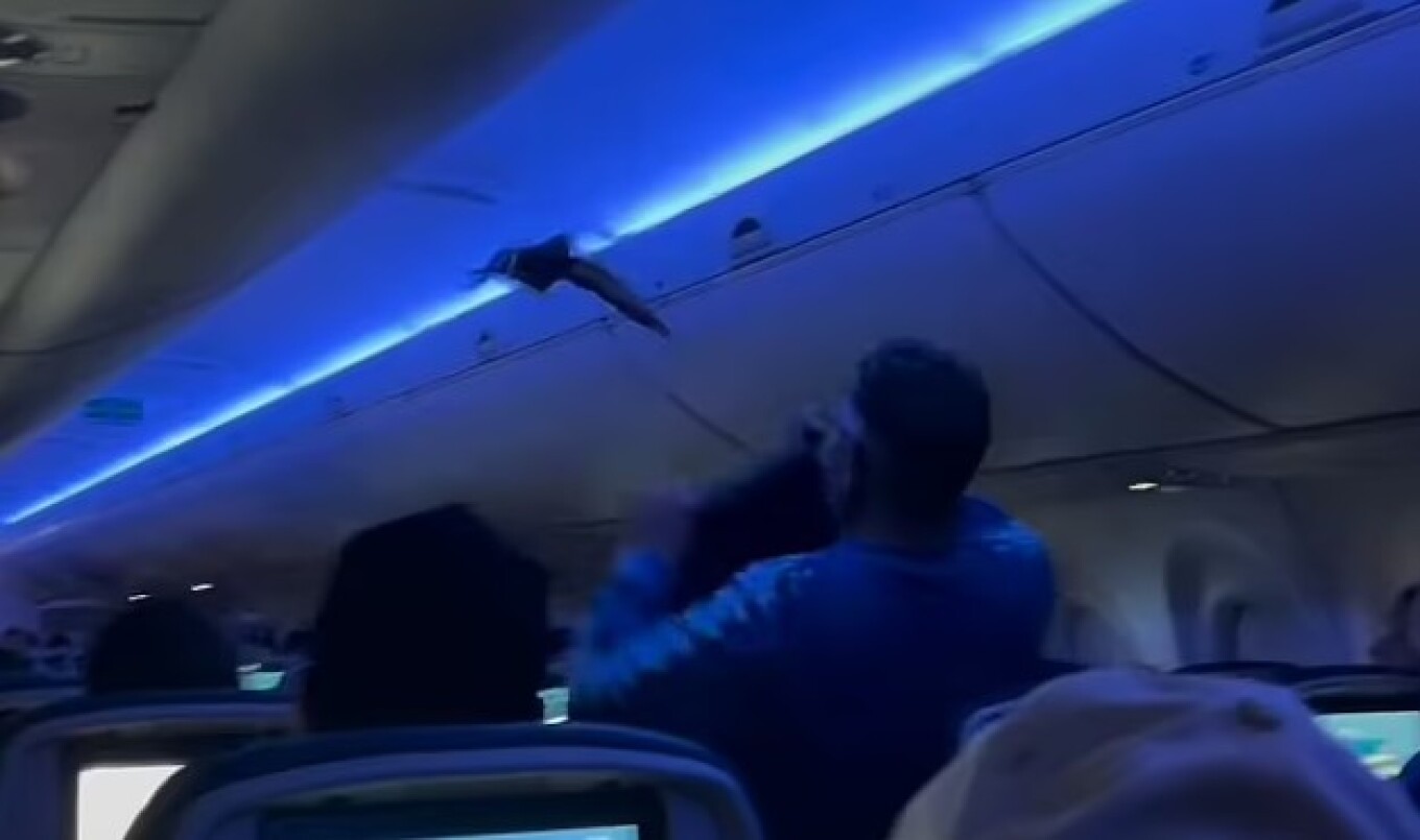 Video: Απίστευτο περιστατικό σε πτήση: Περιστέρια «επιβιβάστηκαν» στο αεροπλάνο και καθυστέρησαν την απογείωση
