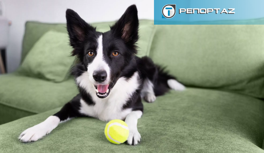 Διακοπές Χριστουγέννων: «Τρέχουν» για κρατήσεις στα ξενοδοχεία σκύλων