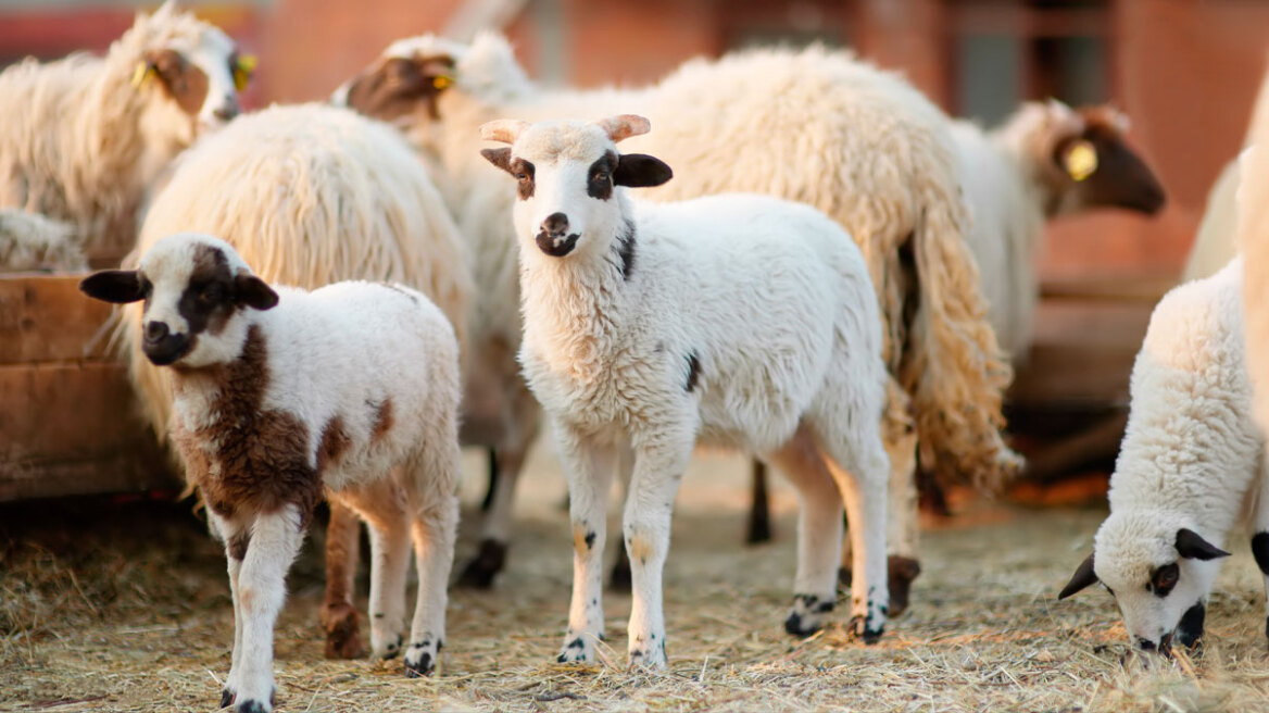 &Kappa;&tau;&eta;&nu;. &Upsilon;&pi;&eta;&rho;&epsilon;&sigma;ί&epsilon;&sigmaf;: &Epsilon;&nu;&tau;ό&sigmaf; &tau;&eta;&sigmaf; &epsilon;&beta;&delta;&omicron;&mu;ά&delta;&alpha;&sigmaf; &omicron;&lambda;&omicron;&kappa;&lambda;ή&rho;&omega;&sigma;&eta; &epsilon;&mu;&beta;&omicron;&lambda;&iota;&alpha;&sigma;&mu;ώ&nu; ό&lambda;&omega;&nu; &tau;&omega;&nu; &alpha;&iota;&gamma;&omicron;&pi;&rho;&omicron;&beta;ά&tau;&omega;&nu;