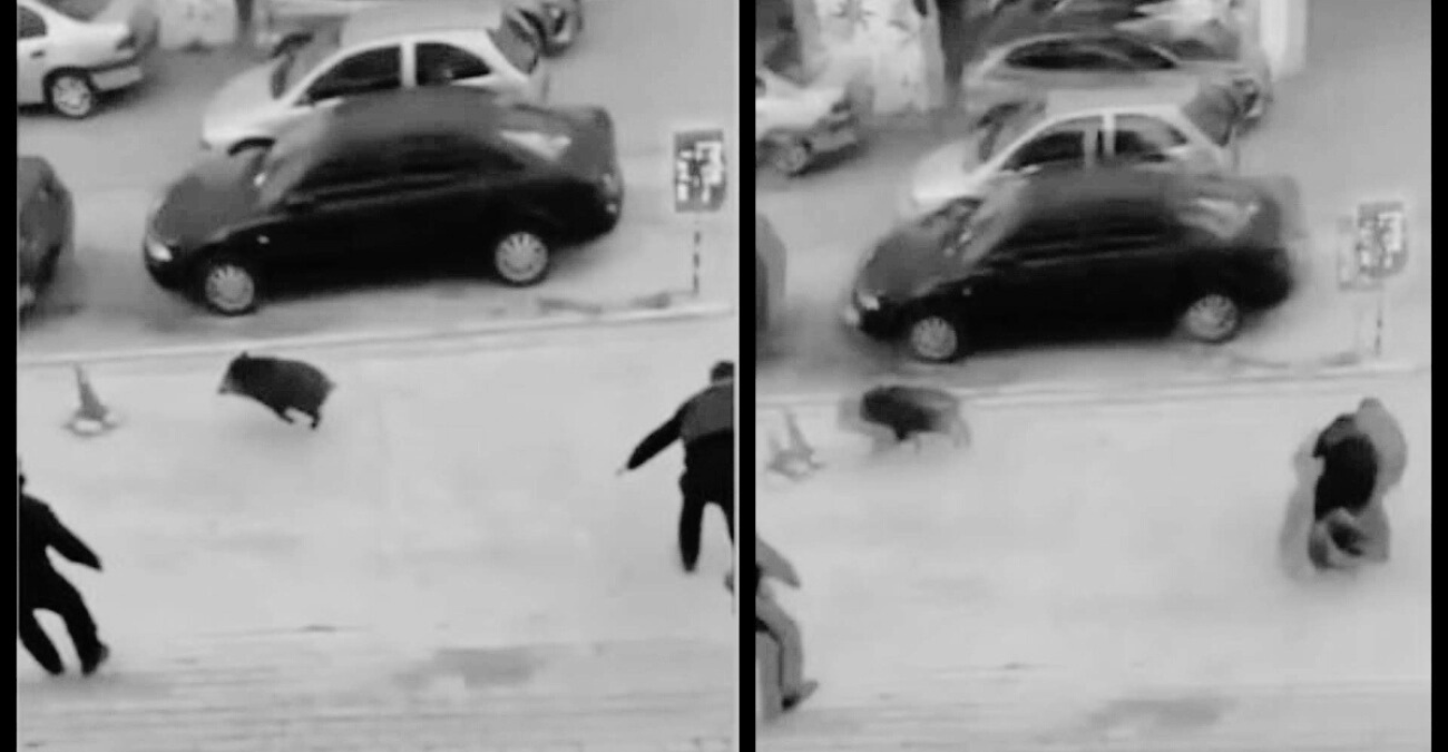 Επικό Video – Αγριογούρουνο έκανε άνω κάτω την ΕΛ.ΑΣ: Σωριάστηκε αστυνομικός στην προσπάθεια να το πιάσει