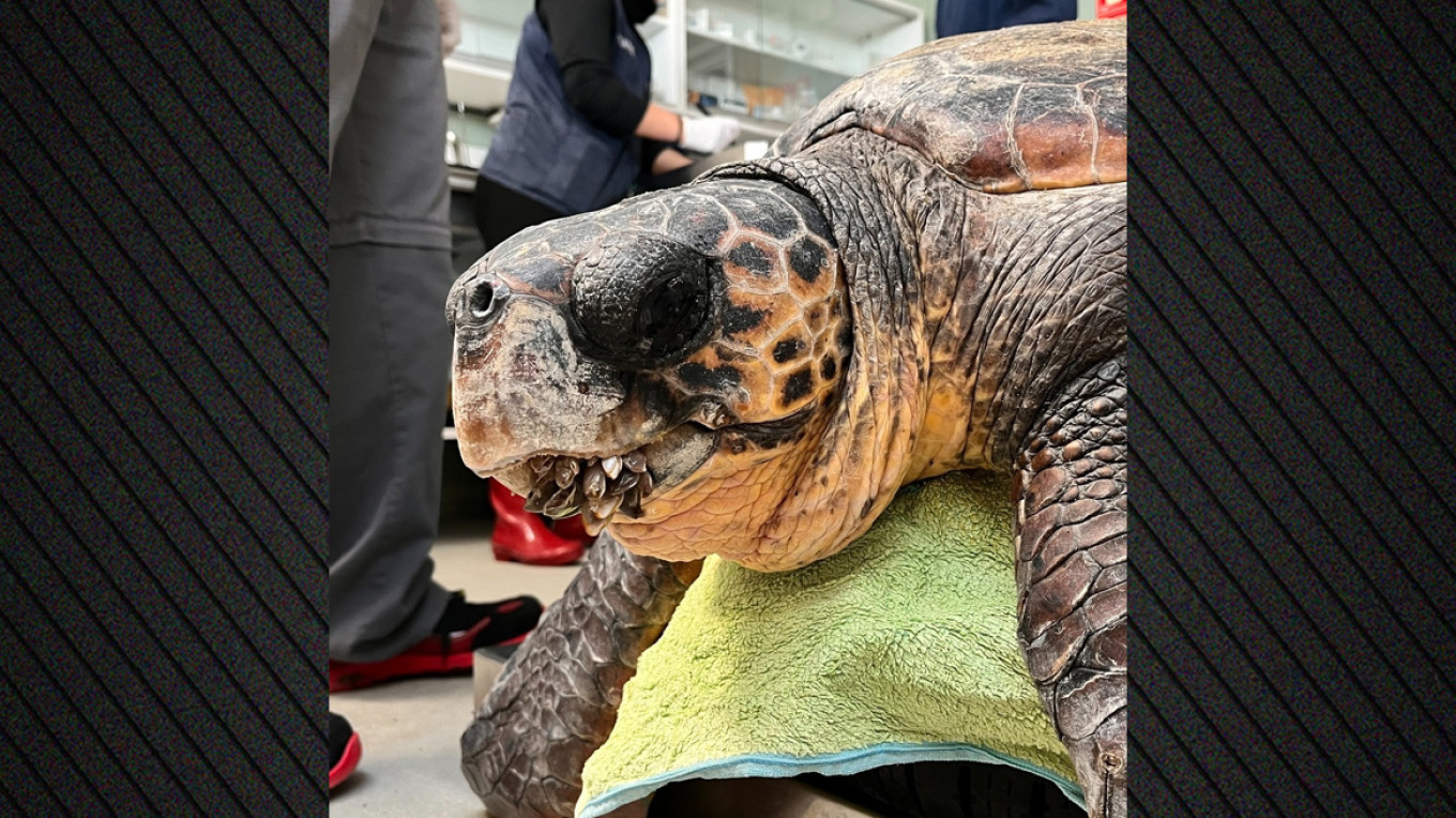 &Eta; &laquo;&omicron;&delta;ύ&sigma;&sigma;&epsilon;&iota;&alpha;&raquo; &tau;&omicron;&upsilon; &Kappa;&alpha;&sigma;&tau;έ&lambda;&lambda;&omicron; &sigma;&tau;&eta; &Mu;&epsilon;&sigma;ό&gamma;&epsilon;&iota;&omicron;: &Theta;&alpha;&lambda;ά&sigma;&sigma;&iota;&alpha; &chi;&epsilon;&lambda;ώ&nu;&alpha; &alpha;&pi;ό &tau;&eta;&nu; &Epsilon;&lambda;&lambda;ά&delta;&alpha; &beta;&rho;έ&theta;&eta;&kappa;&epsilon; &sigma;&tau;&eta;&nu; &Iota;&sigma;&pi;&alpha;&nu;ί&alpha;