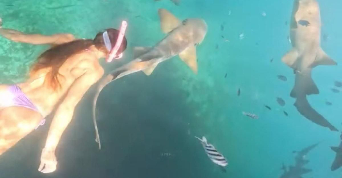 Η στιγμή που καρχαρίας επιτίθεται σε γυναίκα ενώ έκανε snorkeling