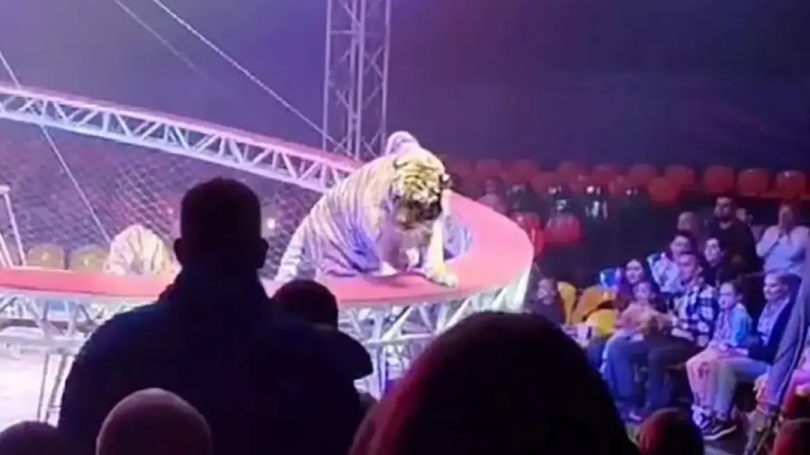 &Tau;&rho;ό&mu;&omicron;&sigmaf; &sigma;&epsilon; &tau;&sigma;ί&rho;&kappa;&omicron; &sigma;&tau;&eta; &Rho;&omega;&sigma;ί&alpha;: &Tau;ί&gamma;&rho;&eta;&sigmaf; &beta;&gamma;ή&kappa;&epsilon; &alpha;&pi;ό &tau;&omicron; &pi;&rho;&omicron;&sigma;&tau;&alpha;&tau;&epsilon;&upsilon;&tau;&iota;&kappa;ό &delta;ί&chi;&tau;&upsilon; &kappa;&alpha;&iota; &pi;ή&gamma;&epsilon;... &beta;ό&lambda;&tau;&alpha; &sigma;&tau;&iota;&sigmaf; &kappa;&epsilon;&rho;&kappa;ί&delta;&epsilon;&sigmaf;