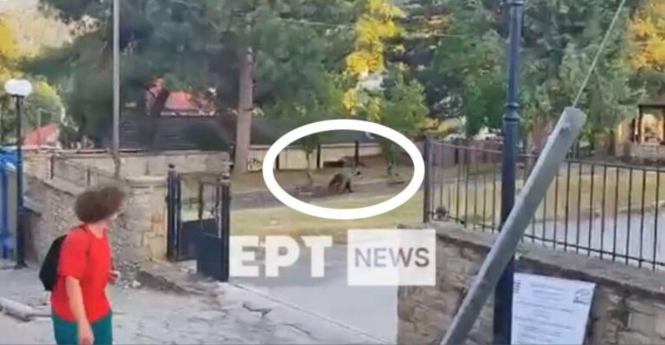 Αρκούδα εμφανίστηκε σε αυλή σχολείου στη Καστοριά Αρκούδα εμφανίστηκε σε αυλή σχολείου στη Καστοριά
