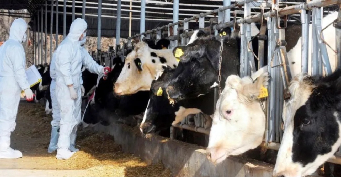 Θωρακίζεται η κτηνοτροφία: «Φρένο» στην εξάπλωση του αφθώδους πυρετού με μηδενικά νέα κρούσματα – Στο 98% οι εμβολιασμοί των βοοειδών