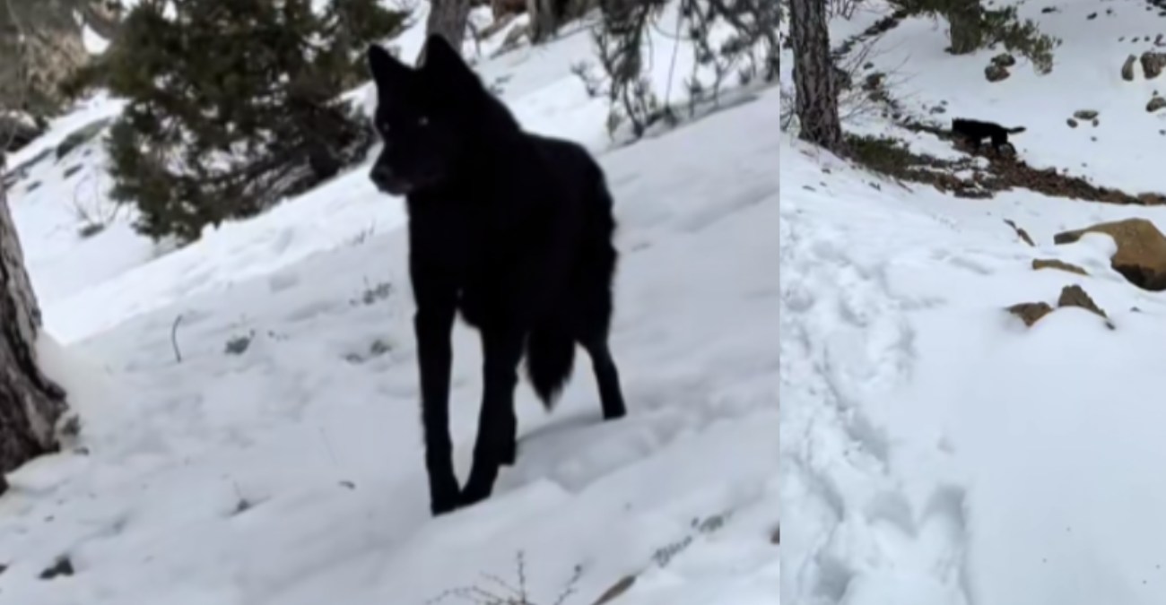 &Lambda;ύ&kappa;&omicron;&sigmaf; &sigma;&tau;&omicron; &Tau;&rho;ό&omicron;&delta;&omicron;&sigmaf;; &Tau;&omicron; &beta;ί&nu;&tau;&epsilon;&omicron; &pi;&omicron;&upsilon; έ&chi;&epsilon;&iota; &pi;&rho;&omicron;&kappa;&alpha;&lambda;έ&sigma;&epsilon;&iota; &alpha;&nu;&alpha;&sigma;&tau;ά&tau;&omega;&sigma;&eta; &sigma;&tau;&alpha; social media