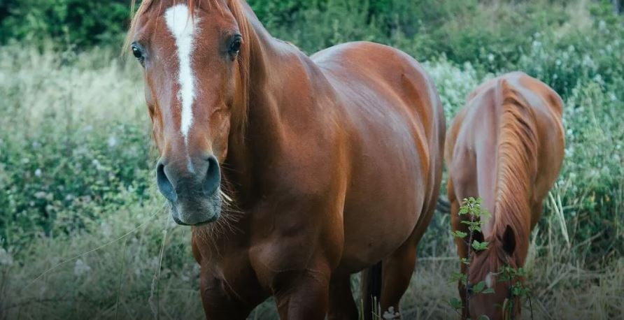 Σε κινητοποίηση η ΕΜΑΚ – Άλογο παγιδεύτηκε σε φρεάτιο