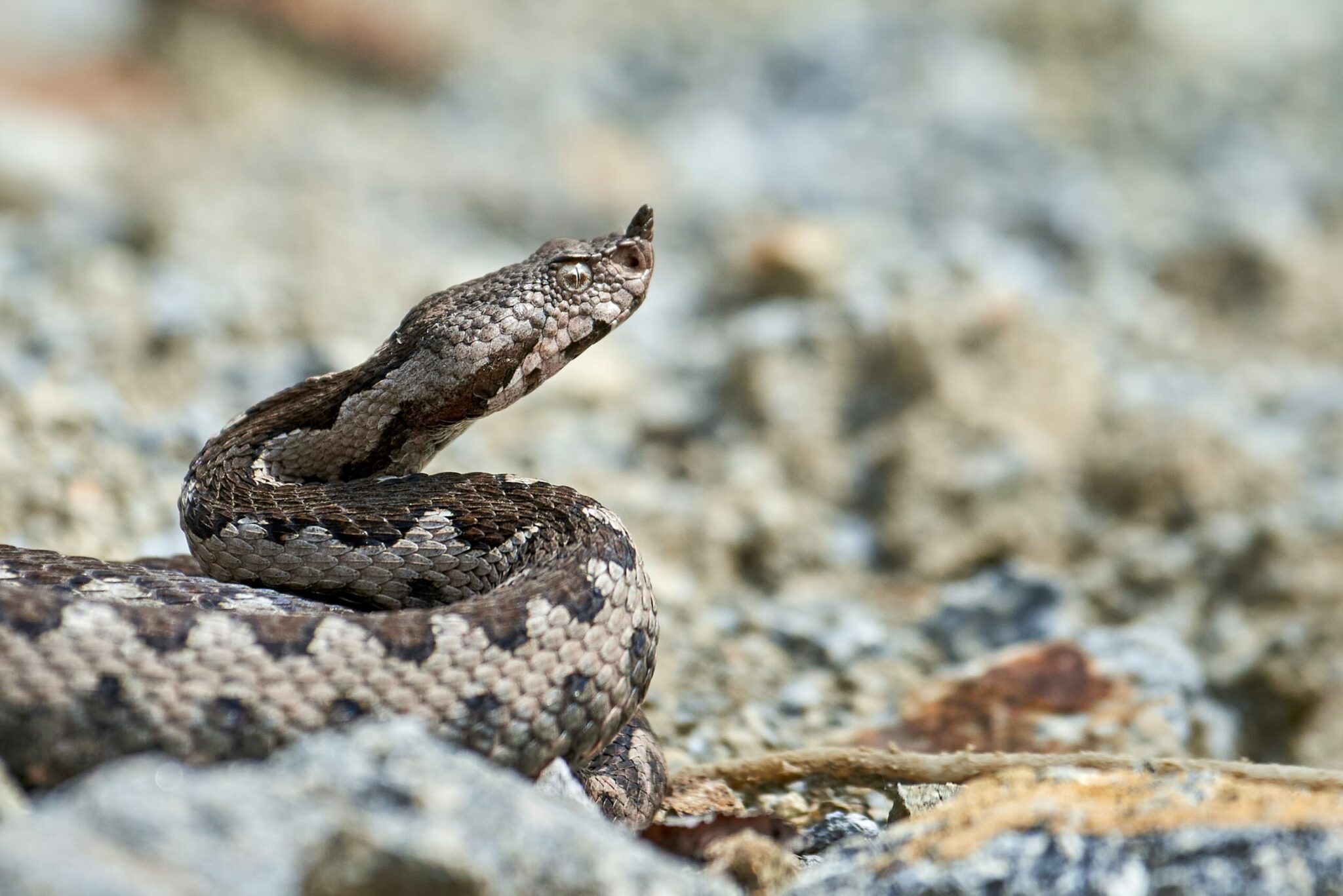 Πώς θα ξεχωρίσετε μια οχιά από ένα ακίνδυνο φίδι