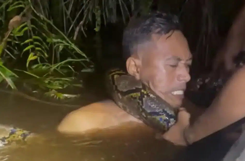 Πύθωνας έξι μέτρων τυλίχτηκε στο λαιμό ξεναγού