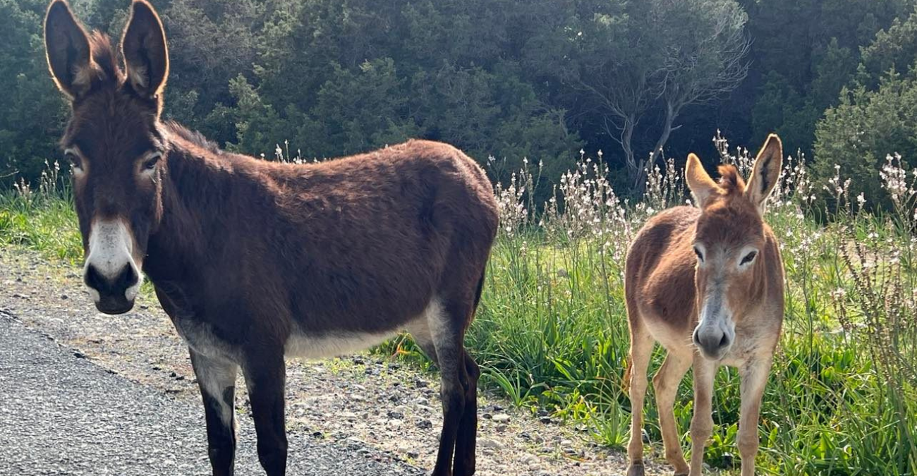 &laquo;&Omicron; &gamma;ά&rho;&omicron;&sigmaf; &tau;&eta;&sigmaf; &eta;&mu;έ&rho;&alpha;&sigmaf;&raquo;: &Mu;&pi;&lambda;ό&kappa;&alpha;&rho;&epsilon; &kappa;&upsilon;&rho;&iota;&omicron;&lambda;&epsilon;&kappa;&tau;&iota;&kappa;ά &tau;&omicron; &pi;ά&rho;&kappa;&iota;&nu;&gamma;&kappa; &upsilon;&pi;&epsilon;&rho;&alpha;&gamma;&omicron;&rho;ά&sigmaf; &ndash; &Delta;&epsilon;ί&tau;&epsilon; &phi;&omega;&tau;&omicron;&gamma;&rho;&alpha;&phi;ί&alpha;