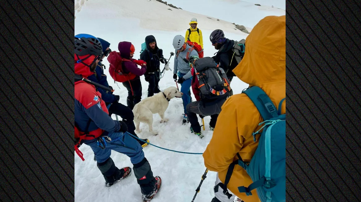 &Sigma;&kappa;ύ&lambda;&omicron;&sigmaf; &epsilon;&pi;έ&zeta;&eta;&sigma;&epsilon; 9 &mu;έ&rho;&epsilon;&sigmaf; &sigma;&epsilon; &upsilon;&psi;ό&mu;&epsilon;&tau;&rho;&omicron; 1.900 &mu;. &sigma;&tau;&omicron; &Mu;έ&tau;&sigma;&omicron;&beta;&omicron;, &tau;&omicron;&nu; &epsilon;&nu;&tau;ό&pi;&iota;&sigma;&alpha;&nu; &tau;&upsilon;&chi;&alpha;ί&alpha; &omicron;&rho;&epsilon;&iota;&beta;ά&tau;&epsilon;&sigmaf; &kappa;&alpha;&iota; &tau;&omicron;&nu; &epsilon;&pi;έ&sigma;&tau;&rho;&epsilon;&psi;&alpha;&nu; &sigma;&tau;&omicron;&nu; &iota;&delta;&iota;&omicron;&kappa;&tau;ή&tau;&eta; &tau;&omicron;&upsilon; - &Delta;&epsilon;ί&tau;&epsilon; &beta;ί&nu;&tau;&epsilon;&omicron;